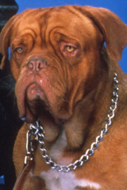 Beasley the Dog
